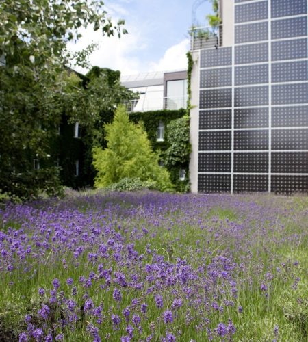 Lavendel  hoch Photovoltaik Stadthalle Wien